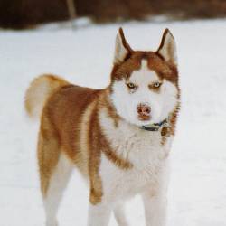A husky looking at the camera