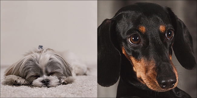 Two dog images, one dog is sleeping and the other is looking at the camera with wide eyes